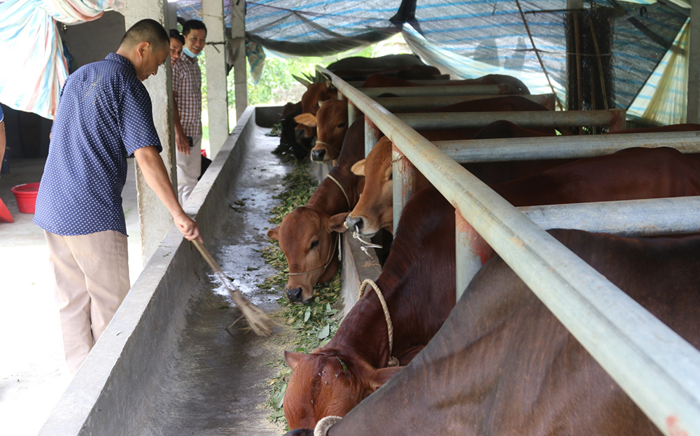 Nhân dân xã Minh Tiến đẩy mạnh phát triển chăn nuôi hàng hoá tập trung.