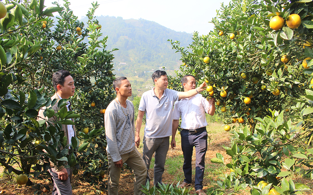 Năm 2024, huyện Văn Chấn trồng mới, trồng cải tạo 100 ha cam, quýt, từng bước xây dựng vùng cây ăn quả chất lượng cao.