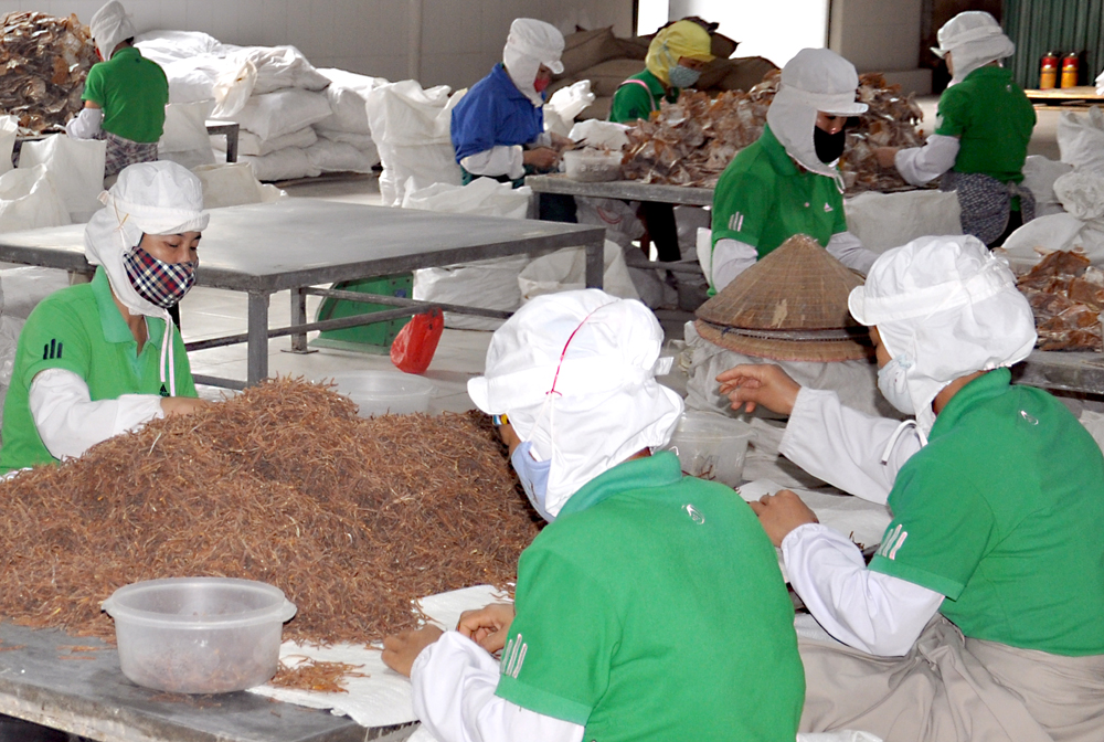 Bamboo processing at Yen Thanh joint Stock Company.
