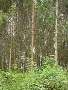 Rừng cây nguyên liệu giấy của Đông đã đến chu kỳ khai thác, bán thu hàng tỷ đồng.