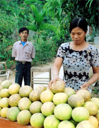 Thu hoạch bưởi đặc sản tại xã Đại Minh (huyện Yên Bình).
(Ảnh: S.N)