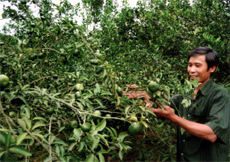 Ông Lang Văn Tân, hội viên Hội Nông dân ở khu 7, thị trấn Nông trường Trần Phú (Văn Chấn) mỗi năm thu nhập trên 200 triệu đồng từ mô hình trồng cam. (Ảnh: Văn Tuấn)

