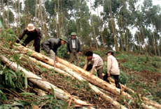 Khai thác gỗ rừng trồng ở đội Hoàng Thi, Công ty Lâm nghiệp Thác Bà.