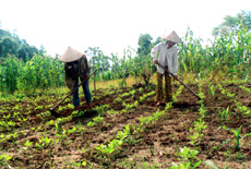 Nhân dân xã Tân Đồng (Trấn Yên) chăm sóc cây màu vụ đông. (Ảnh: Quang Thiều)