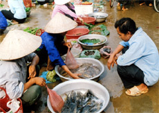 Cá thả xen lúa đã trở thành hàng hóa ở chợ Mường Lò (Nghĩa Lộ). (Ảnh: H.N)