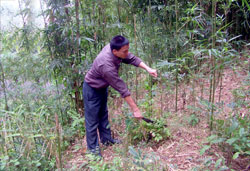 Anh Chu Văn Thương đang chăm sóc cho đồi măng sặt của gia đình.