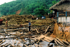 Khai thác gỗ rừng trồng trên hồ Thác Bà (Yên Bình). (Ảnh: H.N)