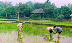 Nhân dân xã Sơn A (Văn Chấn) gieo cấy lúa đông xuân.