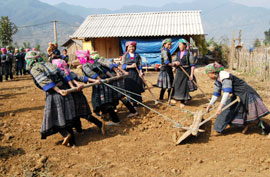 Đồng bào Mông ở xã Nậm Búng, huyện Văn Chấn giúp nhau dựng nhà. (Ảnh: Thanh Chi)