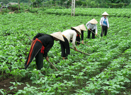 Nhân dân xã Khai Trung (Lục Yên) chăm sóc đỗ tương.