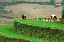 Nông dân vùng cao Mù Cang Chải đã biết đưa giống lúa lai vào gieo cấy tạo năng suất cao.