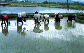 Nông dân phường Tân An, thị xã Nghĩa Lộ tập trung cấy lúa xuân.