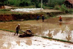 Nông dân xã Đồng Khê (Văn Chấn) gieo cấy lúa xuân.