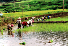 Nông dân xã Tú Lệ (Văn Chấn) gieo cấy lúa xuân.
(Ảnh: Văn Trung)