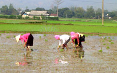 Nông dân thị xã Nghĩa Lộ cấy lúa đông xuân.