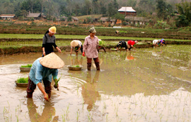 Những người may áo mới cho đồng.