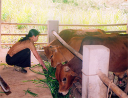 Chăn nuôi bò theo mô hình bán công nghiệp ở Yên Bái. Ảnh: Trường Phong