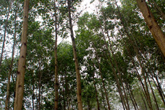 Rừng trồng ở thôn Ba Luồn, xã Vũ Linh (Yên Bình).