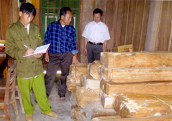 Những hộp gỗ Pơ mu được chính quyền xã Nà Hẩu (Văn Yên) kiểm tra thu giữ.
Ảnh: Đức Hồng
