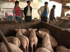 Mô hình chăn nuôi của gia đình đoàn viên Đặng Ngọc Sỹ, thôn Phúc Hòa 2, xã Hán Đà.