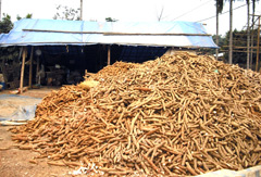 Tỉnh chủ trương hỗ trợ 100% lãi suất đối với sản phẩm chè, tinh bột sắn. (Trong ảnh: Thu hoạch sắn ở xã Động Quan - Lục Yên). (Ảnh: Thanh Thủy)
