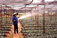 Nhân dân xã Minh Quán (Trấn Yên) chăm sóc chè giống phục vụ cho vụ trồng chè năm 2009.
(Ảnh: Minh Hằng)

