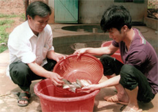 Cán bộ Trại cá giống Đông Lý kiểm tra chất lượng cá giống trước khi xuất bán.

