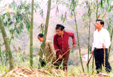 Nông dân xã Kiên Thành (Trấn Yên)
chăm sóc tre măng Bát Độ. (Ảnh: P.V)
