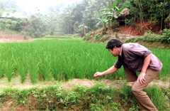 Ông trưởng thôn Lý Văn Vanh đang kiểm tra lúa trên thửa ruộng nhỏ của gia đình.

