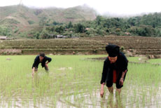 Gia đình chị Triệu Thị Liều ở thôn Nậm Chậu, xã Nậm Búng tham gia mô hình lúa vụ xuân năm 2009.

