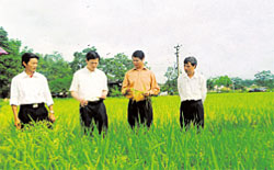 Đồng chí Hoàng Xuân Lộc (thứ 2, phải sang) cùng lãnh đạo thị xã Nghĩa Lộ thăm mô hình lúa lai, phân viên dúi sâu tại xã Nghĩa Phúc.

