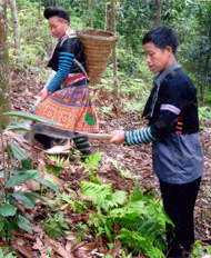 Đồng bào Mông xã Hồng Ca (Trấn Yên) chăm sóc cây quế.