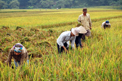 34 hộ dân ở Trấn Yên được trồng thử nghiệm là lúa thuần chất lượng cao SH2, TL6 và giống lúa lai DT45. (Ảnh: Thanh Chi)