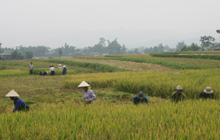 Nông dân xã Phúc Sơn thu hoạch lúa xuân.