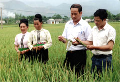 Cán bộ Phòng Nông nghiệp huyện Văn Chấn và xã Phù Nham kiểm tra mô hình sản xuất lúa giống.
