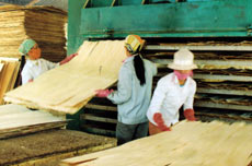 Chế biến gỗ rừng trồng ở huyện Yên Bình.
