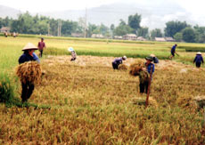 Nông dân Mường Lò thu hoạch lúa vụ chiêm xuân năm 2009.