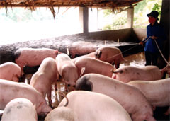 Mô hình chăn nuôi lợn thịt của bà Đặng Thị Hồng Vân, khu I, thị trấn Thác Bà, đang là một trong những mô hình sản xuất, kinh doanh hiệu quả tại địa phương.


