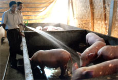 Hộ gia đình anh Hoàng Văn Thiệu ở thôn 10 chăn nuôi lợn với quy mô lớn.