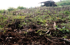 Đã có 15ha rừng khoanh nuôi tái sinh bị phá.