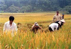 Nông dân xã Việt Hồng (Trấn Yên) thu hoạch lúa chiêm xuân.
