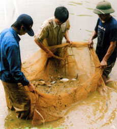 Nông dân thị trấn Yên Bình, huyện Yên Bình thu hoạch cá.