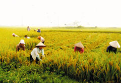 Nông dân vùng Mường Lò thu hoạch lúa chiêm xuân.

