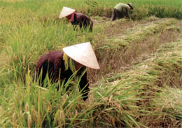 Nông dân xã Nghĩa Lợi (TX Nghĩa Lộ) thu hoạch lúa chiêm xuân.