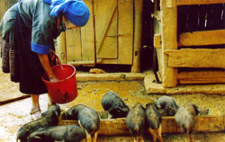 Đồng bào Mông xã La Pán Tẩn chăn nuôi lợn.
(Ảnh: Nguyễn Minh Đức)
