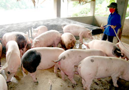 Toàn xã An Thịnh có đàn lợn 10.500 con.