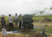 Nông dân xã Đại Phác (Văn Yên) thu hoạch lúa đông xuân.