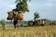 Nông dân huyện Yên Bình thu hoạch lúa xuân.
