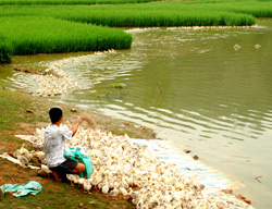 Mô hình chăn nuôi vịt đẻ trứng kết hợp trồng lúa thả cá của nông dân phường Pú Trạng, thị xã Nghĩa Lộ.