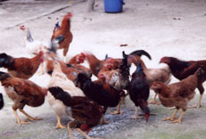 Mô hình nuôi gà thả đồi - hướng phát triển mới của hội viên nông dân xã Phúc Lộc (TP Yên Bái).